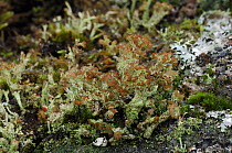 Lichen {Cladonia ramulosa} Rehaghy Mountain, County Tyrone, Republic of Ireland, January.