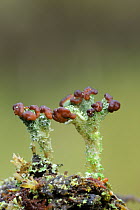 Lichen {Cladonia ramulosa} Crom Estate, County Fermanagh, Northern Ireland, March