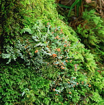 Lichen {Cladonia squamosa} amongst moss, Mucross Wood, County Fermanagh, Northern Ireland, February