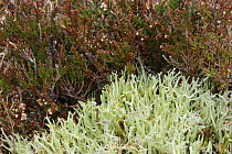 Lichen {Cladonia uncialis subsp. biuncialis} Fawhaboy, County Donegal, Republic of Ireland, March