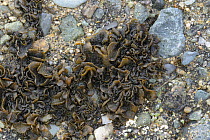Jelly lichen {Collema auriforme} Northern Ireland