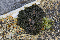 Jelly lichen {Collema cristatum var. cristatum} Gortahork, County Donegal, Republic of Ireland, March