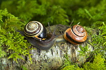 Common banded / Grove snail {Cepaea nemoralis} two showing different shell patterns, Banbridge, County Down, Northern Ireland