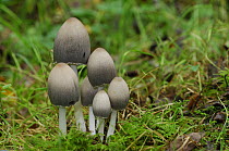 Common inkcap fungus {Corprinus atramentarius} Peatlands Park, Annagarriff Wood NNR, County Armagh, Northern Ireland