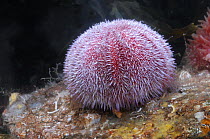 Common sea urchin {Echinus esculentus} Strangford lough, County Down, Northern Ireland, April