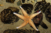 Common starfish {Asterias rubens} Strangford, County Down, Northern Ireland, April