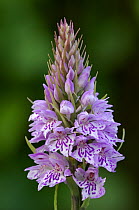 Common spotted orchid {Dactylorhiza fuchsii}  Thompson's Quarry, County Armagh, Northern Ireland