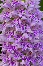 Close up of Common spotted orchid {Dactylorhiza fuchsii} Thompson's Quarry, County Armagh, Northern Ireland