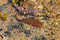 Connemara clingfish {Lepadogaster candollei} in rockpool, Murles Point, County Donegal, Republic of Ireland, May