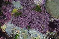 Coral weed seaweed {Corallina officinalis} on shoreline, County Down, Northern Ireland, December