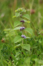 Corn mint {Mentha arvensis} flowering, County Roscommon, Republic of Ireland, August