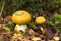 Fungus {Cortinarius crocolitus} growing under Birch, Annagarriff Wood NNR, Co. Armagh, Northern Ireland