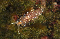 Nudibranch {Coryphella lineata} Strangford, County Down, Northern Ireland, April