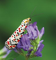 Crimson speckled moth {Utethesia pulchella} from Spain.