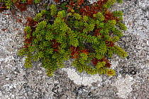 Crowberry {Empetrum nigrum} Tullagh Point, Malin Peninsula, County Donegal, Republic of Ireland, July