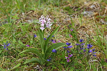 Common spotted orchid {Dactylorhiza fuchsii} flowering in disused quarry, Burren National Park, County Clare, Republic of Ireland, June