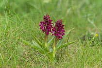 Early marsh orchid {Dactylorhiza incarnata subsp. coccinea} Bull Island Natural Nature Reserve, Dublin, Republic of Ireland, May