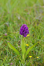 Northern marsh orchid {Dactylorhiza purpurella}Tory Island, County Donegal, Republic of Ireland, June