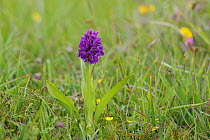Northern marsh orchid {Dactylorhiza purpurella}Tory Island, County Donegal, Republic of Ireland, June