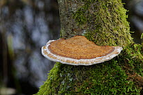 Bracket fungus {Daedaleopsis confragosa} Brackagh Moss NNR, County Armagh, Northern Ireland