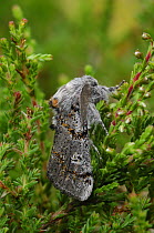 Dark tussock moth {Dicallomera fascelina} Peatlands Park, County Armagh, Northern Ireland