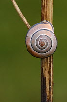 Dark-lipped / Grove snail {Cepaea nemoralis}  Streedagh Dunes, County Silgo, Republic of Ireland, August