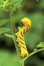 Final instar caterpillar larva of the Deaths head hawkmoth {Acherontia atropos} from Mediterranean and North Africa