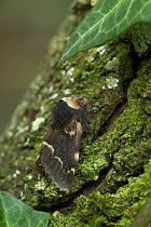 December moth {Poecilocampa populi} Rehaghy Mountain, Co Tyrone, Republic of Ireland, November