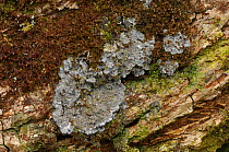 Lichen {Degelia atlantica} on bark, Killarney National Park, County Kerry, Republic of Ireland, March