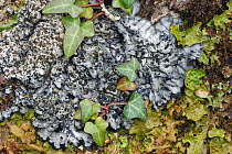 Lichen {Degelia plumbea} on bark, Killarney National Park, County Kerry, Republic of Ireland, March