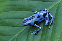 Poison arrow frog {Dendrobates auratus} Costa Rica, June