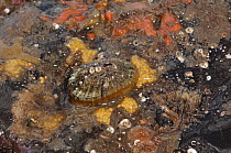 Keyhole limpet {Diodora graeca} in tidepool, Strangford Lough, County Down, Northern Ireland, September