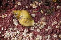 Dog whelk {Nucella lapillus} and barnacles in tidepool, Strangford Lough, County Down, Northern Ireland, September
