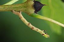 Caterpillar larve of the Dusky thorn moth {Ennomos fuscantaria} camouflaged as thorn, UK
