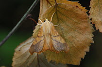 Dusky thorn moth {Ennomos fuscantaria} on leaf, UK