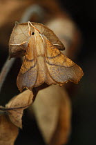 Dusky thorn moth {Ennomos fuscantaria} on leaf, UK