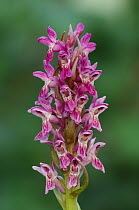 Early marsh orchid {Dactylorhiza incarnata incarnata}  Bull NNR, County Dublin, Republic of Ireland