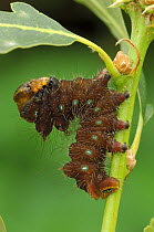 Caterpillar larva of Imperial moth {Eacles imperialis} Southern Arizona, USA, September