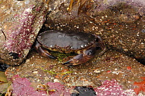 Edible crab {Cancer pagurus} on shore, Strangford Lough, County Down, Northern Ireland, August