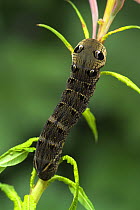Caterpillar larva of Elephant hawk-moth {Deilephila elpenor} on Willowherb, Co. Armagh, Northern Ireland