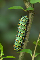 Caterpillar larve of the Calleta silkmoth {Eupackardia calleta} from Texas, Southern Arizona and Mexico
