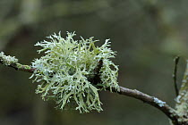 Lichen {Evernia prunastri} on tree, Brackagh Moss NNR, County Armagh, Northern Ireland