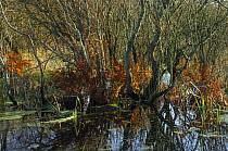 Flooded fen wetlands, Brackagh Moss NNR, County Armagh, Northern Ireland
