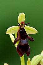 Fly orchid {Ophrys insectifera} Burren, Co. Clare, Republic of Ireland, June