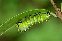 Forbe's silkmoth {Rothschildia lebeau forbesi} fourth instar larva, Rio Grande Valley, Texas, USA