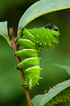 Forbe's silkmoth {Rothschildia lebeau forbesi} caterpillar larva, Rio Grande Valley, Texas, USA