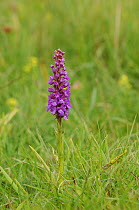Fragrant orchid {Gymnadenia conopsea} Lagacurry, County Donegal, Republic of Ireland, July