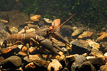 White clawed crayfish {Austropotamobius pallipes} in Ballinderry River, County Tyron, Republic of Ireland, March