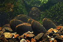 Freshwater pearl mussel {Margaritifera margaritifera} in Ballinderry River, County Tyron, Republic of Ireland, March