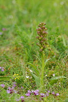 Frog orchid {Dactylorhiza viridis} Cruit Island, Co. Donegal, July